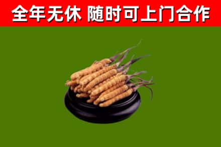 道外烟酒回收冬虫夏草.jpg